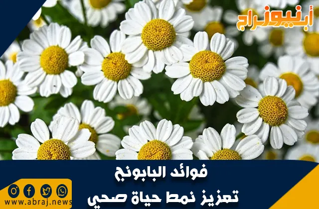 فوائد البابونج .. تعزيز نمط حياة صحي