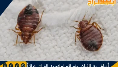 أعراض بق الفراش ونصائح لعلاج بق الفراش نهائياً 12 أعراض بق الفراش ونصائح لعلاج بق الفراش نهائياً
