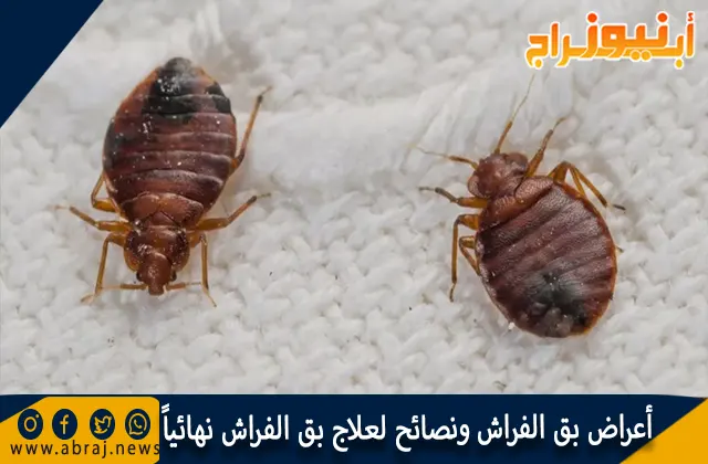 أعراض بق الفراش ونصائح لعلاج بق الفراش نهائياً