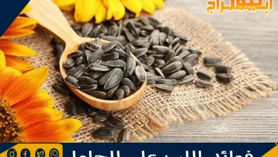 فوائد اللب على الحامل 12 فوائد اللب على الحامل