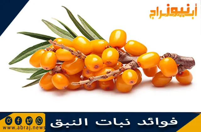 فوائد نبات النبق