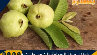 فوائد ورق الجوافة للشعر والبشرة 11 فوائد ورق الجوافة للشعر والبشرة