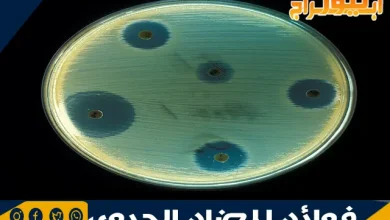 فوائد المضاد الحيوي وآلية عمله في محاربة الالتهابات البكتيرية والوقاية منها 4 فوائد المضاد الحيوي وآلية عمله في محاربة الالتهابات البكتيرية والوقاية منها