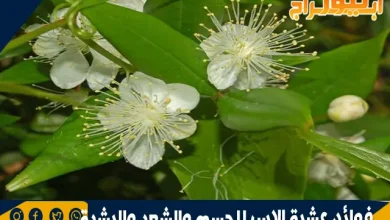 فوائد عشبة الاس للجسم والشعر والبشرة