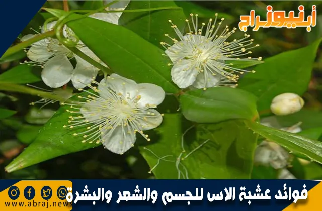 فوائد عشبة الاس للجسم والشعر والبشرة