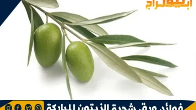 فوائد ورق شجرة الزيتون المباركة 7 فوائد ورق شجره الزيتون المباركة