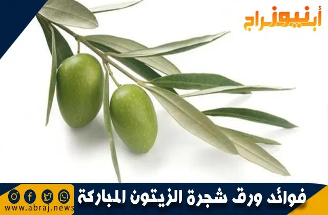 فوائد ورق شجره الزيتون المباركة