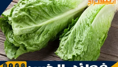 فوائد الخس 4 فوائد الخس