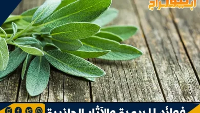 فوائد الميرمية والآثار الجانبية التي قد تحدث عند الإفراط في استخدامها 3 فوائد الميرمية والآثار الجانبية