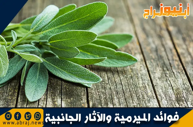 فوائد الميرمية والآثار الجانبية