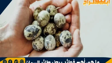 ما هي أهم فوائد بيض طائر السمان 5 ما هي أهم فوائد بيض طائر السمان