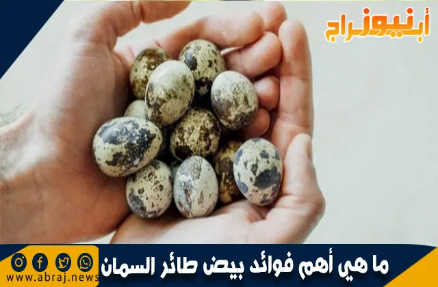 ما هي أهم فوائد بيض طائر السمان