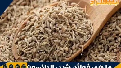 ما هي فوائد شرب اليانسون 10 ما هي فوائد شرب اليانسون