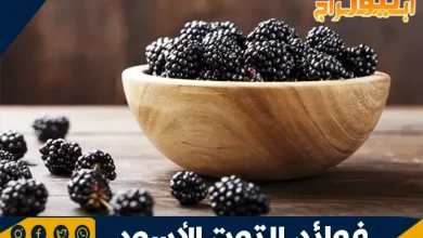 فوائد التوت الأسود