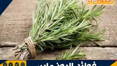 فوائد الروز ماري: نبتة سحرية لصحة الجسم والعقل 11 فوائد الروز ماري