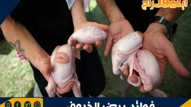 فوائد بيض الخروف 6 فوائد بيض الخروف