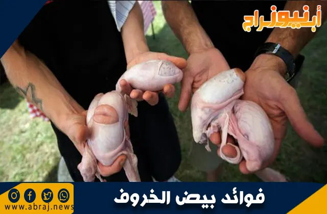 فوائد بيض الخروف