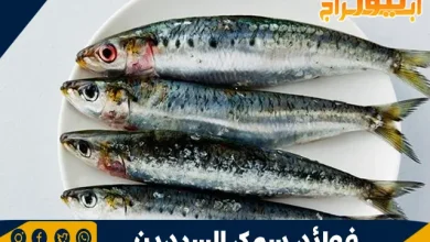 فوائد سمك السردين: غذاء صحي غني بالعناصر الغذائية 2 فوائد سمك السردين