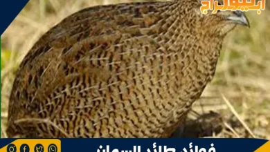 فوائد طائر السمان