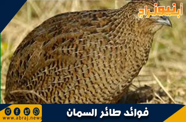 فوائد طائر السمان