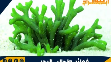 فوائد طحالب البحر 2 فوائد طحالب البحر