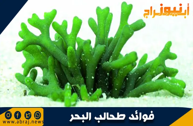 فوائد طحالب البحر