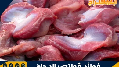 فوائد قوانص الدجاج: كنز غذائي لا يعرفه الكثيرون 2 فوائد قوانص الدجاج