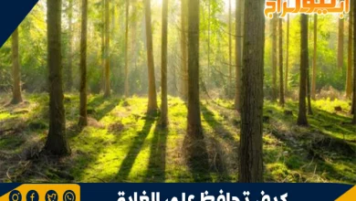 كيف تحافظ على الغابة 9 كيف تحافظ على الغابة