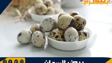 فوائد بيض السمان