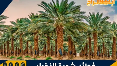 فوائد شجرة النخيل