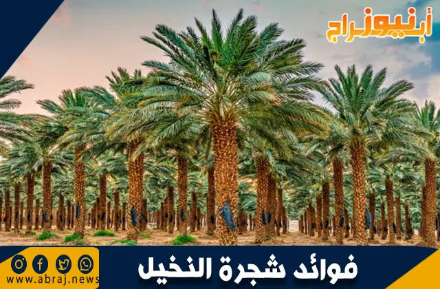 فوائد شجرة النخيل