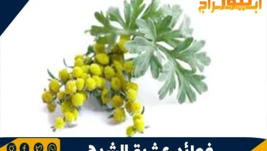 فوائد عشبة الشيح