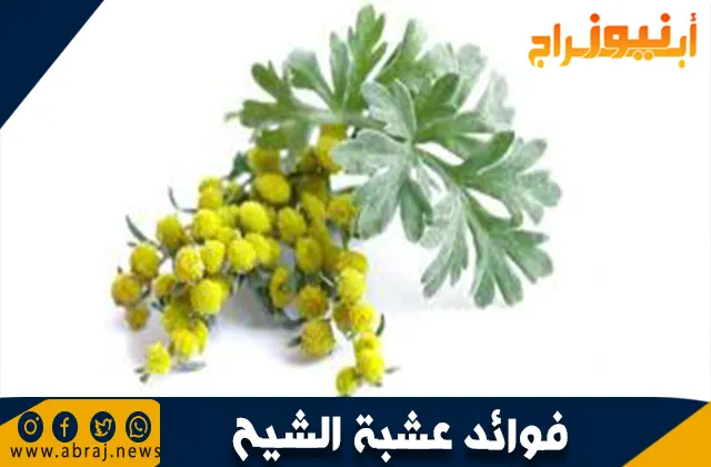 فوائد عشبة الشيح
