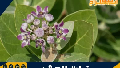 فوائد نبات العشر