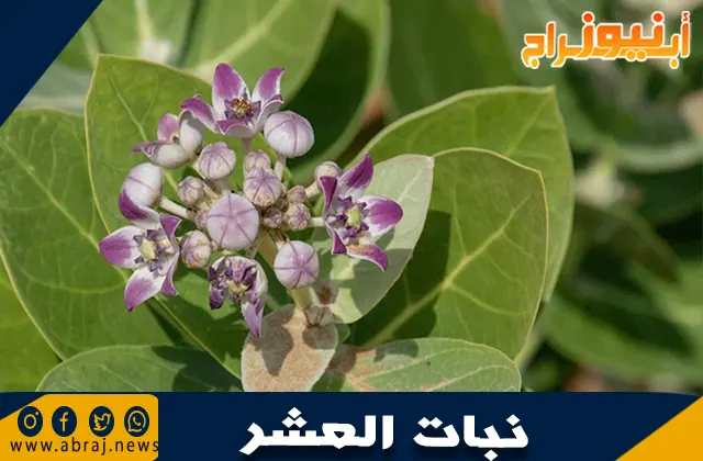 فوائد نبات العشر