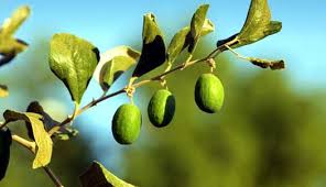 أضرار شرب السدر