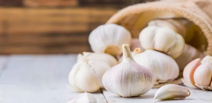 فوائد الثوم للسكر والضغط: علاج طبيعي من مطبخك 1 فوائد الثوم للسكر والضغط