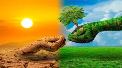 أهمية النباتات في توازن النظام البيئي: سر الحياة على كوكب الأرض 3 أهمية النباتات