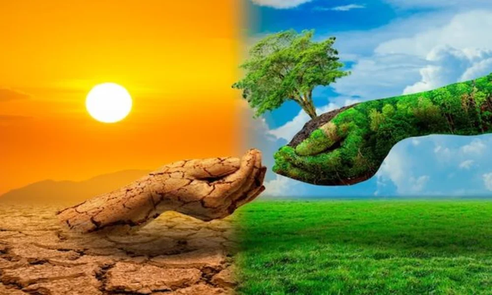 أهمية النباتات